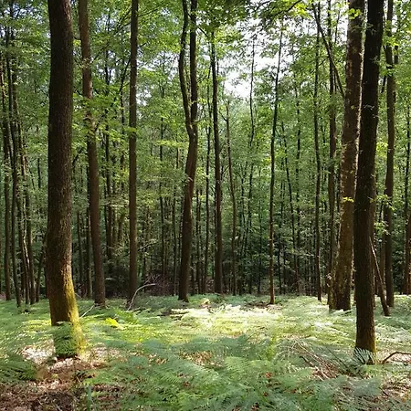 Urlaubsraum Апартаменты Heiligkreuzsteinach